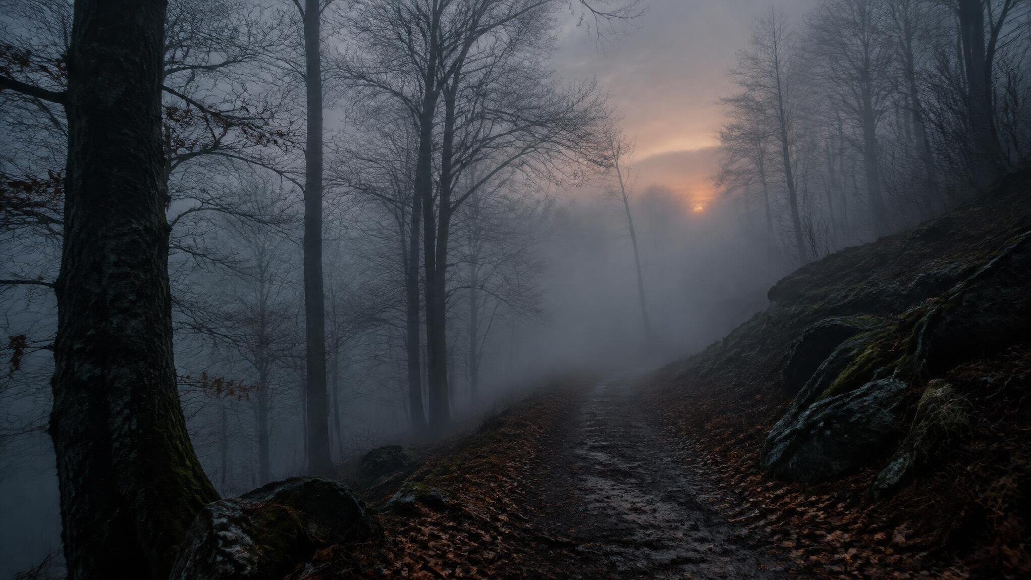 Foggy forest path at dusk creating a mysterious atmosphere